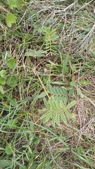 Tephrosia onobrychoides