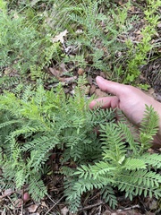 Astragalus crassicarpus