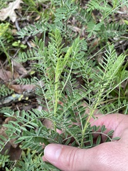 Astragalus crassicarpus