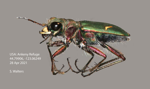 Purple Tiger Beetle