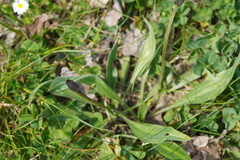 Plantago lanceolata