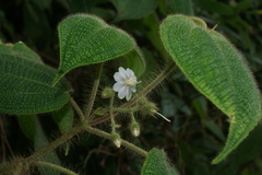 Miconia octona