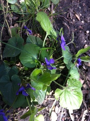 Viola odorata