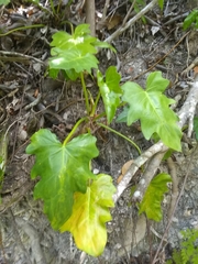 Philodendron lacerum