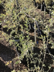 Atriplex lentiformis breweri
