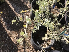 Atriplex lentiformis breweri