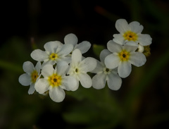 Plagiobothrys figuratus