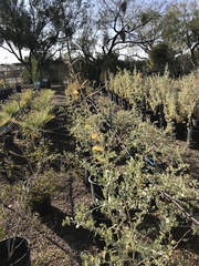 Atriplex lentiformis breweri