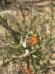 Anisacanthus