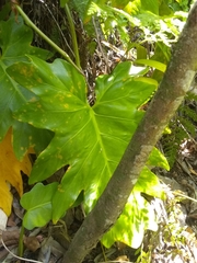Philodendron lacerum