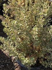 Leucophyllum langmaniae