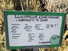 Leucophyllum langmaniae