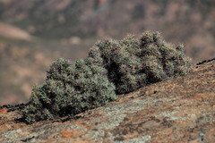 Othonna euphorbioides