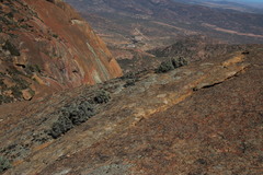 Othonna euphorbioides
