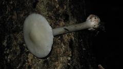 Amanita aestivalis