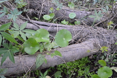 Hydrocotyle