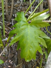 Philodendron lacerum