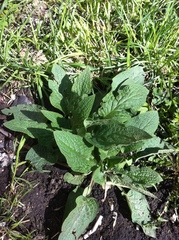 Symphytum caucasicum