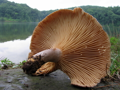 Lactarius pyrogalus