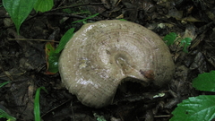 Lactarius pyrogalus