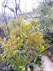 Arbutus unedo