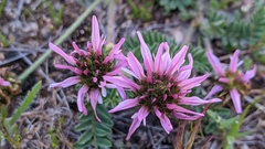 Astragalus glaux
