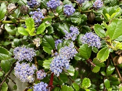 Ceanothus gloriosus