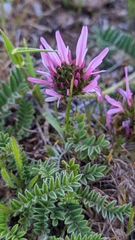 Astragalus glaux