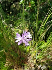 Dichelostemma