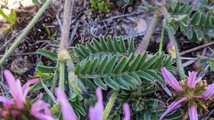 Astragalus glaux