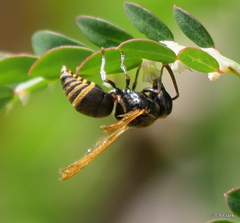 Pachodynerus nasidens