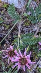 Astragalus glaux