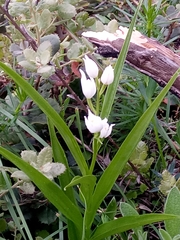 Cephalanthera longifolia image