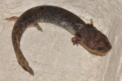 Necturus beyeri