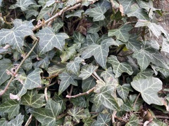 Hedera helix