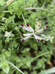 Fumaria flabellata