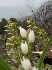 Cephalanthera longifolia image