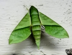 Xylophanes tyndarus
