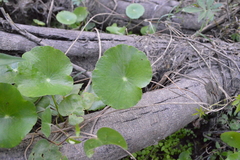 Hydrocotyle