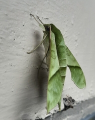 Xylophanes tyndarus