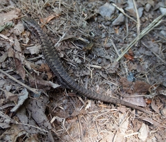 Elgaria coerulea coerulea