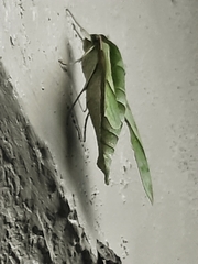 Xylophanes tyndarus