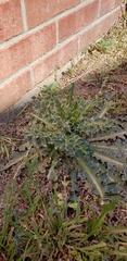 Asteraceae