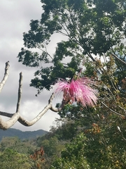 Pseudobombax ellipticum