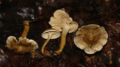 Clitocella popinalis