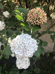 Viburnum carlcephalum