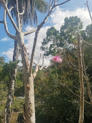 Pseudobombax ellipticum