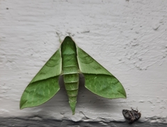 Xylophanes tyndarus