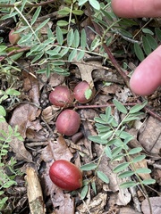 Astragalus crassicarpus