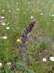 Salvia
